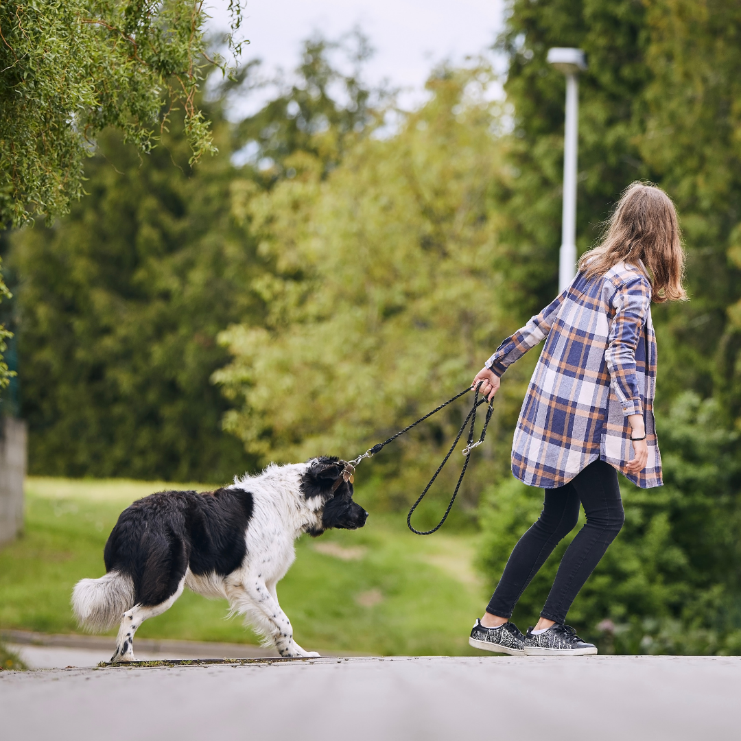 how do you teach a stubborn dog recall