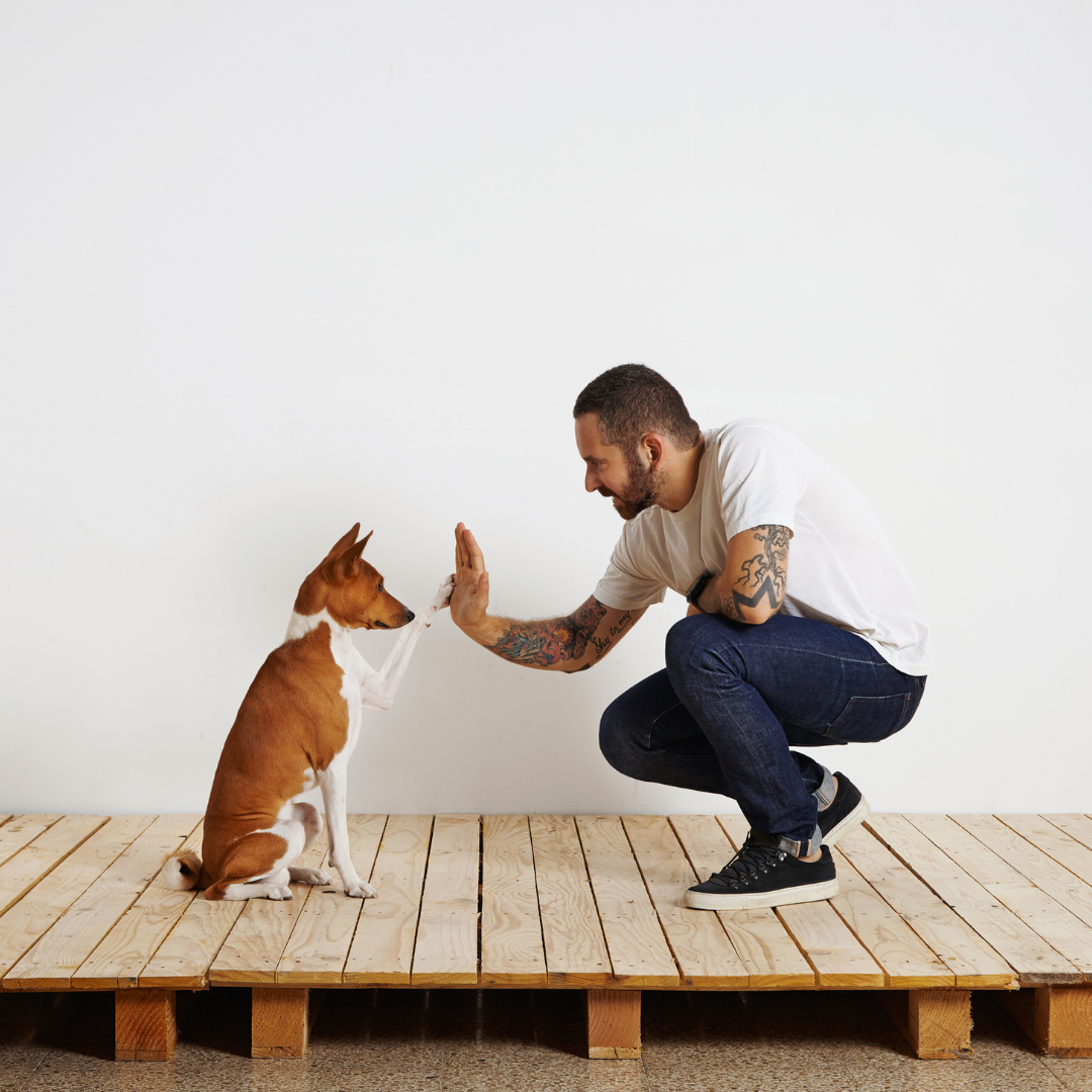 6 Common Dog Cues You Can Teach Your Dog at Home