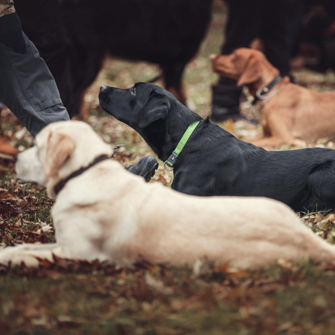 Best way to train a dog: Virtual vs in-home vs Board and train. Which one should you choose?