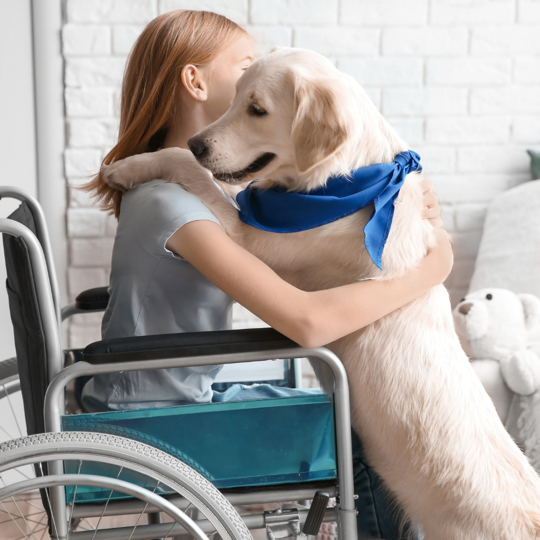 Training a service dog at home – Everything to get you started