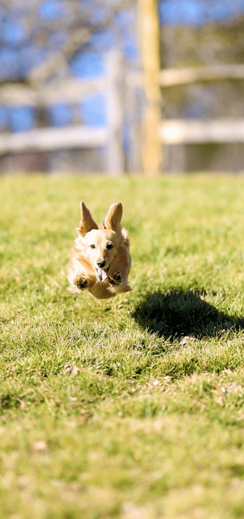 LAY LO™ Pets Session LAY LO Session: Trick Training and At-Home Agility Lay Lo Pets